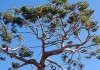 sécheresse des arbres d'ornement et changement climatique en Méditerranée